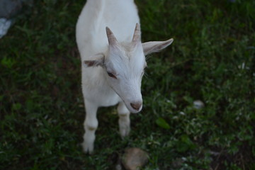 Naklejka na ściany i meble little domestic goat