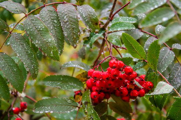 Rowan after the rain