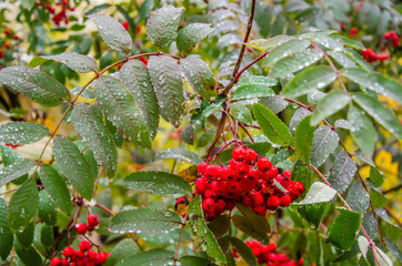 Rowan after the rain