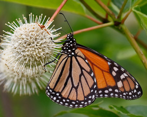 Monarch nectaring on a Buttonbush flower
