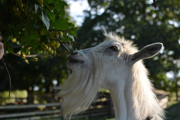 beautiful goat in the pen