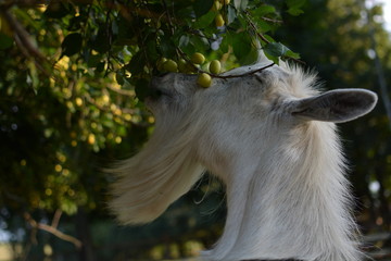beautiful goat in the pen