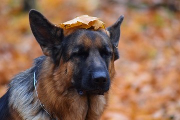 german shepherd dog