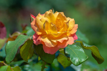 Yellow Rose in Japanese garden