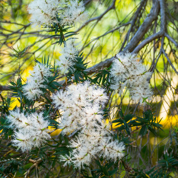 Melaleuca Alternifolia In Japan