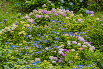 many flowers of Hydrangea macrophylla in Japan