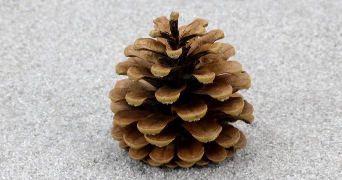 Rotating pine cone