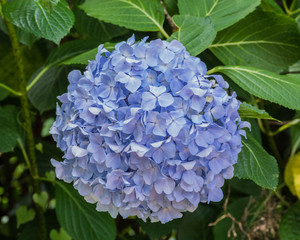 Obraz premium Purple Hydrangea macrophylla in Japan