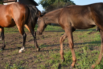 the horse and her foal graze