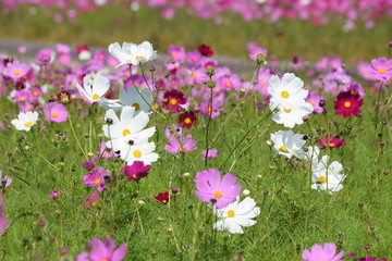 コスモス畑