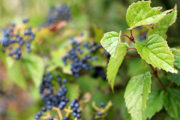 Blueberries on the Bush in Early Autumn