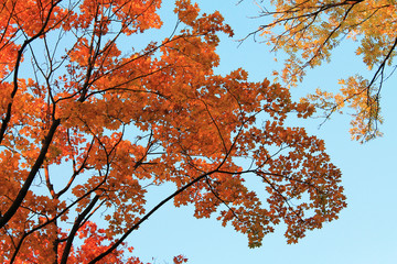 autumn. fun colors of autumn. bright red maple branches meet the autumn sun