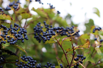 Blueberries on the Bush in Early Autumn