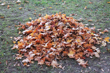 autumn. fun colors of autumn. fallen maple leaves