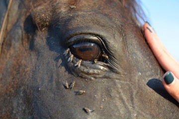 Fototapeta premium flies in the horse's eye