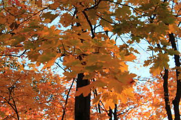 autumn. fun colors of autumn. extravaganza of bright autumn leaves against the blue sky.
