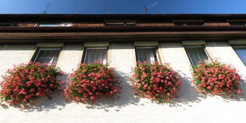 Fenster Blumen