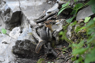 Western Chipmunk, (related Tamias, Striatus, Sibiricus) small striped rodent of the family Sciuridae, found in North America. This one as seen on a hike to Doughnut Falls in Big Cottonwood Canyon, in 