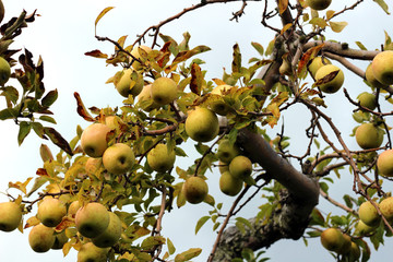 Green Brown Yellow Apples on the Tree in Autumn