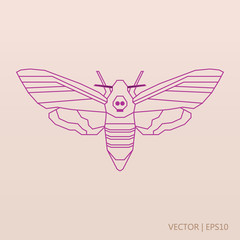 Moth vector. African death's head hawkmoth. Vector illustration