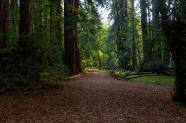 Obraz premium Main Trail under canopy of redwood trees at Muir Woods National Monument, California