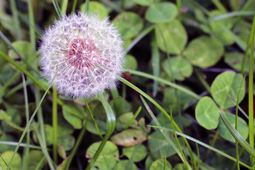 Dandelion Weed Flower Seed Ball in the Garden