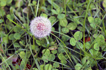 Dandelion Weed Flower Seed Ball in the Garden
