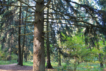 Fototapeta premium autumn. fun colors of autumn. spruce spread its crones protecting a small tree