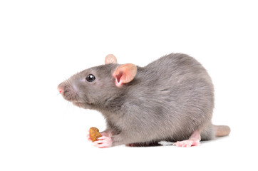 Portrait of a rat holding a food in its paws, isolated on white background