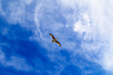 Soaring in the blue sky bird Seagull. White clouds in sunny day. Weather background. Freedom concept. Clear blue sea sky