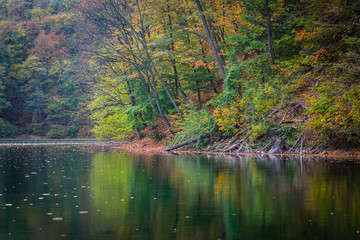 Shore of the lake during autumn, green and yellow leaves above the water
