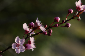 Obraz premium Close-up of flowering tree Japanese cherry (prunus serrulata) in the spring garden