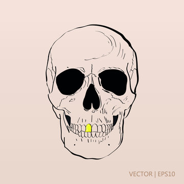Skull with a gold tooth. Vector illustration for halloween