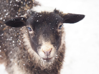 Portrait of a gray lamb (Romanov breed) covered with snow isolated on white background . Sheep at...