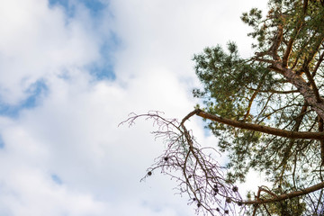 Broken dried pine wood branch on a cloudy day, focus on the branch.