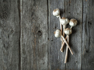 Obraz na płótnie Canvas Bunch of garlic heads shot from above on wooden background