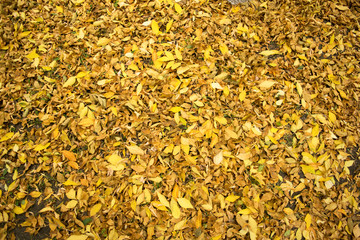background of autumn foliage on the ground..
