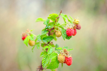 fresh raspberry growing in the garden 