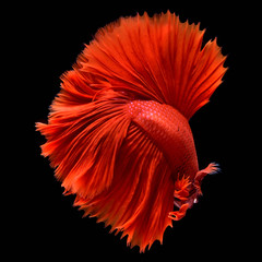 Red Betta Siamese fighting fish. Fins and tail like long skirts, half moon tail, perfect fish elegance. Fish with red color It is believed that lucky and bring good luck to the owner. Fish that are na