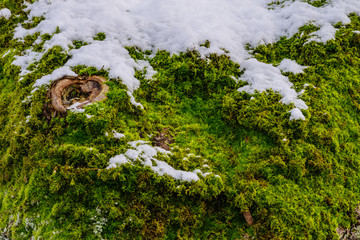 Nahaufnahme einer mit Moos und Schnee bedeckten Baumrinde mit einem Astloch, dass wie ein Auge aussieht