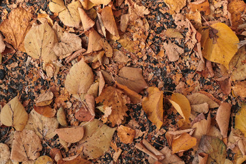 Tappeto di foglie