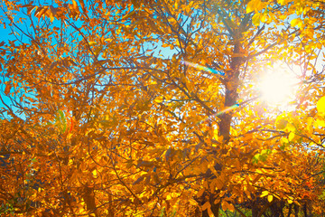 Colorful autumn  leaves on a tree branch and sunlight