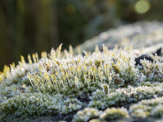 Frozen moss sporangiums in autumn