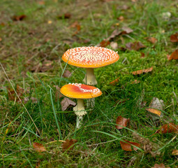 mushroom in the forest