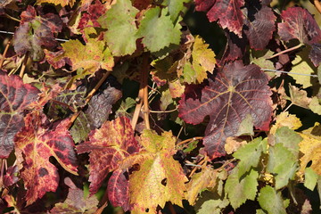 Weinreben Blätter im Herbst