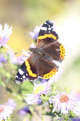 Admiral butterfly on a flower