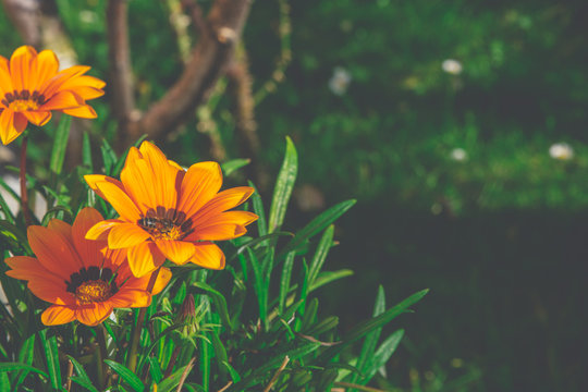 yellow flower on green background