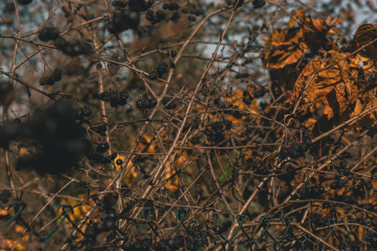 autumn leaves