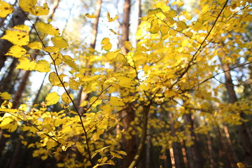 Autumn golden leaves in sunlight