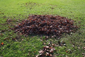 落ち葉を集めた